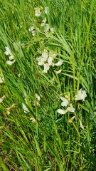 Lathyrus pallescens
