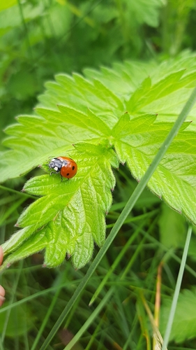 Septyntaškė boružė