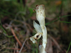 Monotropa hypopitys hypophegea
