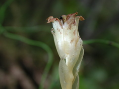 Monotropa hypopitys hypophegea