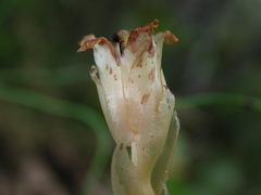Monotropa hypopitys hypophegea