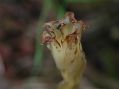 Monotropa hypopitys hypophegea