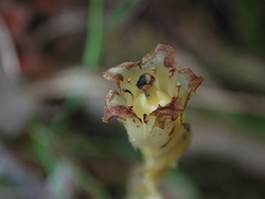 Monotropa hypopitys hypophegea