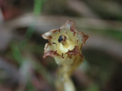 Monotropa hypopitys hypophegea