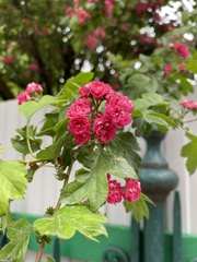 Crataegus