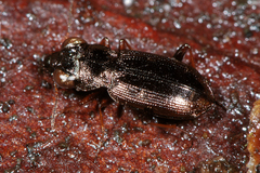 Notiophilus palustris