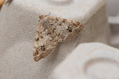 Macaria pinistrobata