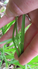 Carex gracillima