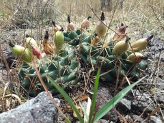 Coryphantha ottonis