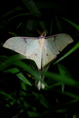 Actias sinensis