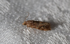 Lobesia physophora