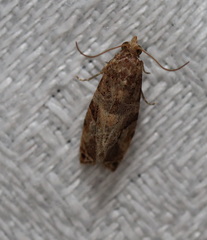 Lobesia physophora