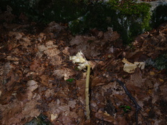Monotropa hypopitys hypopitys