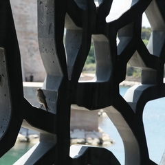 Phoenicurus ochruros