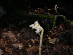 Monotropa hypopitys hypopitys