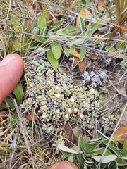 Raoulia parkii