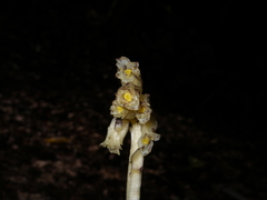 Monotropa hypopitys hypopitys