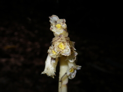Monotropa hypopitys hypopitys