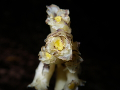 Monotropa hypopitys hypopitys