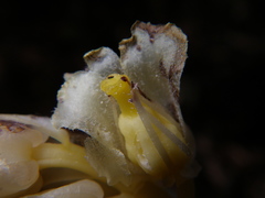Monotropa hypopitys hypopitys