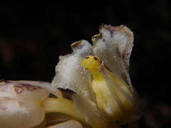 Monotropa hypopitys hypopitys