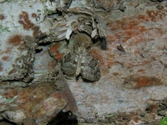 Thera variata