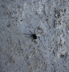 Protolophidae