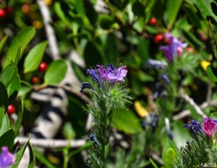 Echium plantagineum