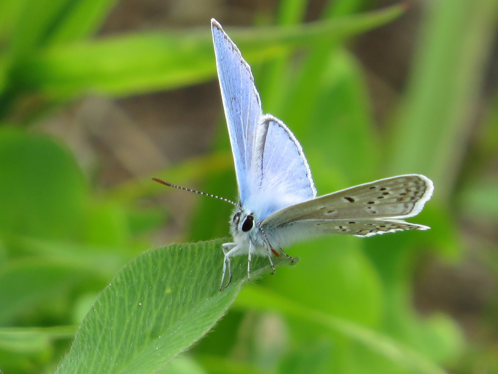 Common Blue from г. Нижняя Тура, Свердловская обл., Россия on June 15 ...