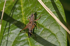 Anisoptera