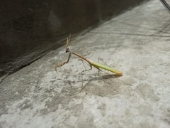 Empusa