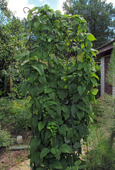 Dioscorea caucasica