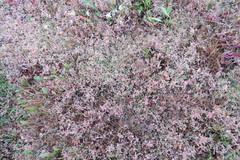 Atriplex pedunculata