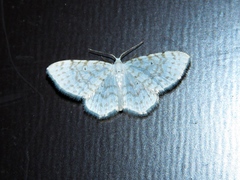 Asthena albulata