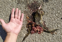 Pelophylax epeiroticus