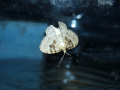 Xanthorhoe montanata