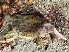 Pelophylax epeiroticus