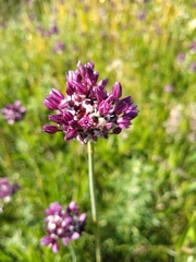 Allium rotundum