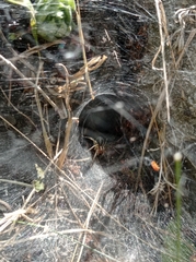 Agelena labyrinthica