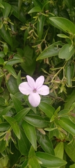 Barleria observatrix
