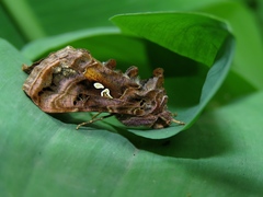 Autographa pulchrina