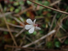 Lobelia linnaeoides