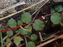 Lobelia linnaeoides