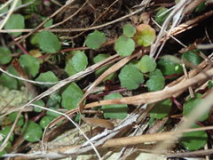 Lobelia linnaeoides