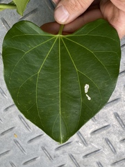Cardiopteris moluccana