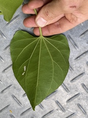 Cardiopteris moluccana