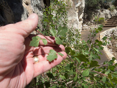 Rhus aromatica aromatica