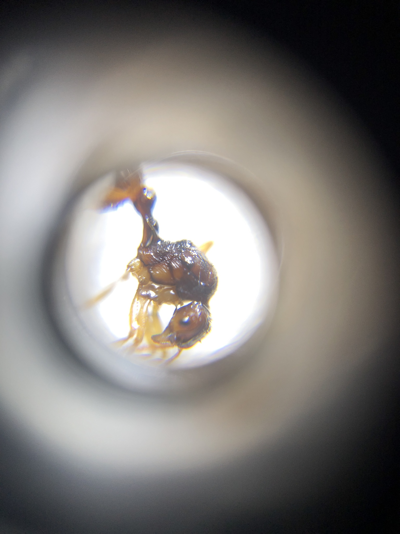 Myrmica ritae