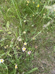 Asteraceae
