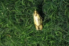 Agapeta